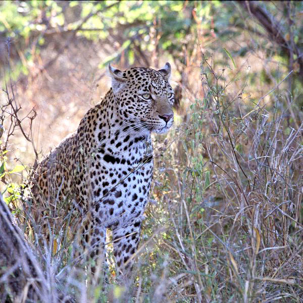 AFFUT DU LEOPARD