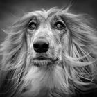 Afghan Hound