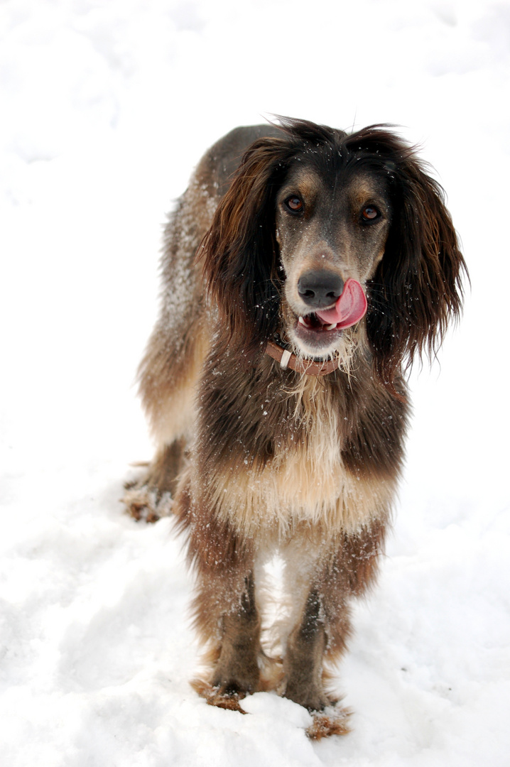 Afghane-Setter Mix