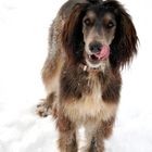 Afghane-Setter Mix