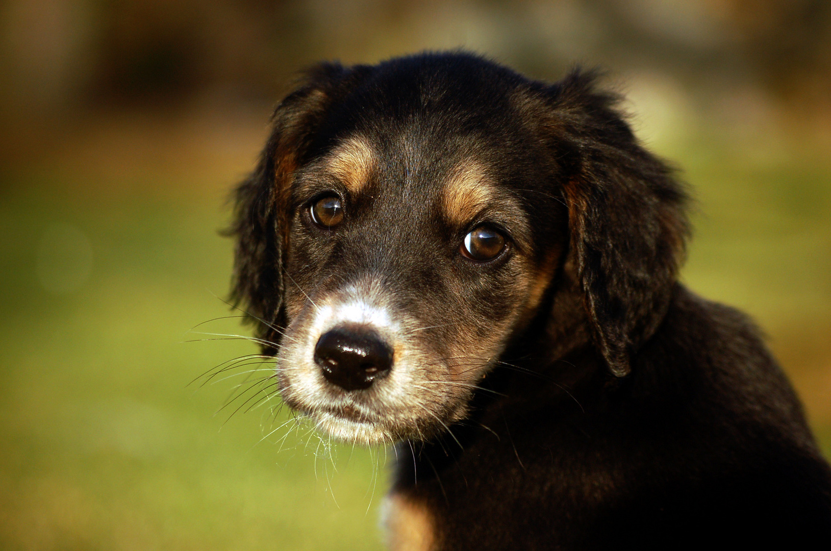 Afghane-Setter Mix Welpe