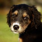 Afghane-Setter Mix Welpe