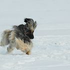 Afghanenhündin gestern beim Training