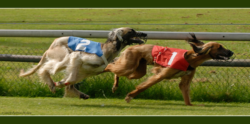 Afghanische Windhunde (1)...