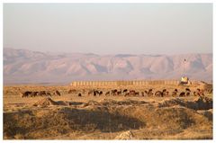 Afghanistan XVIV, Schafe hüten