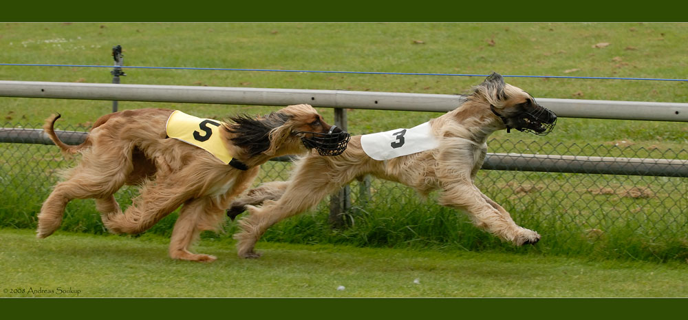 Afhganische Windhunde (2)...