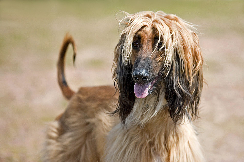 Afhganischer Windhund