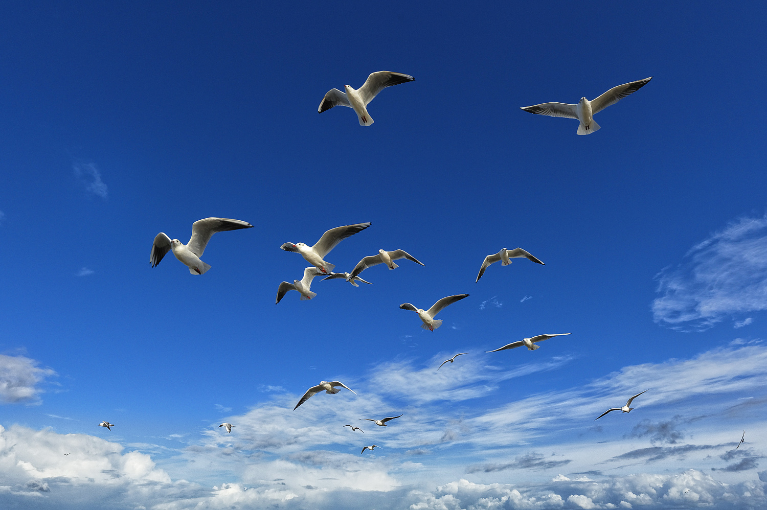 A_Flock_of_Seagulls