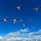 A_Flock_of_Seagulls