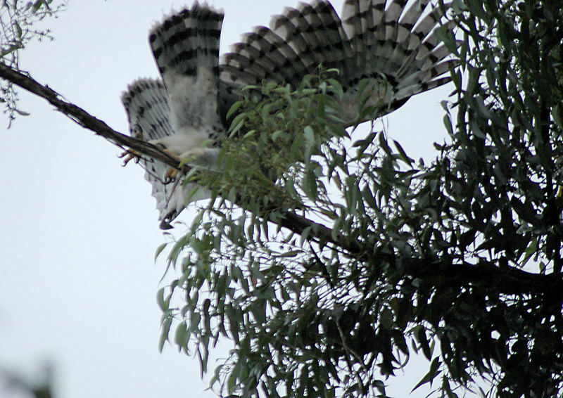 Afr.- Crowned Eagle II