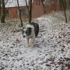 Afra im Schnee