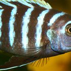 Afra Malawi - Cynotilapia Afra (Mai Reef)   I