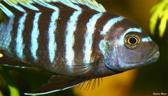 Afra Malawi - Cynotilapia Afra (Mai Reef)   I