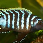 Afra Malawi - Cynotilapia Afra (Mai Reef) II