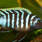 Afra Malawi - Cynotilapia Afra (Mai Reef) II