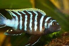 Afra Malawi - Cynotilapia Afra (Mai Reef) II