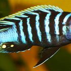 Afra Malawi - Cynotilapia Afra (Mai Reef) III