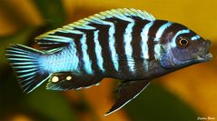 Afra Malawi - Cynotilapia Afra (Mai Reef) III