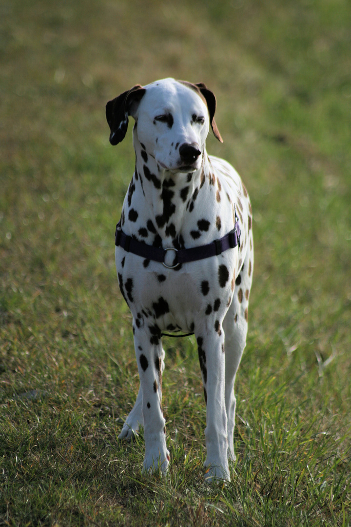 Afra unsere Dalmi-Prinzessin