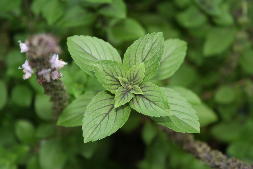 Africa Blue Basil