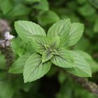 Africa Blue Basil