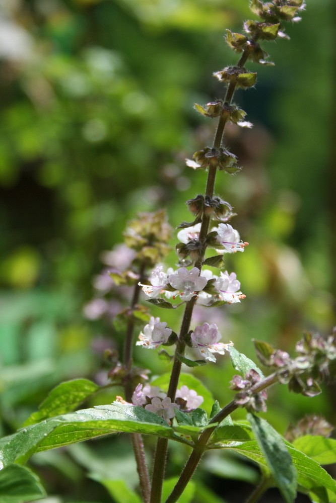 Africa Blue Basil in bloom