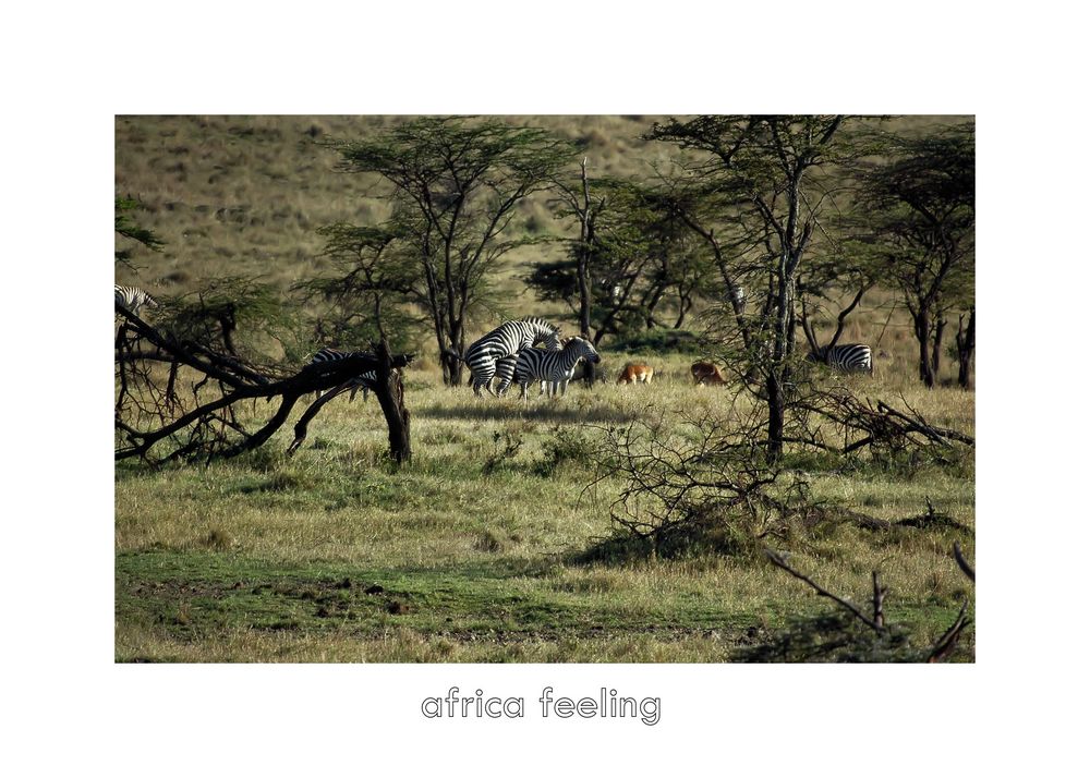 africa feeling