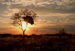 Africa sundown.