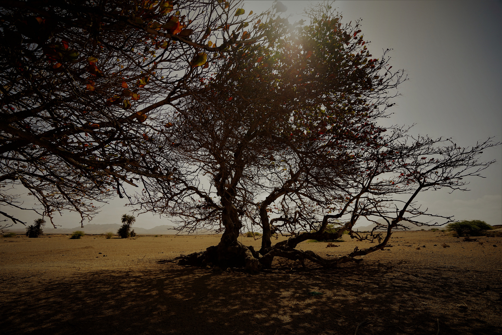 African Almond trees