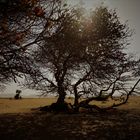 African Almond trees