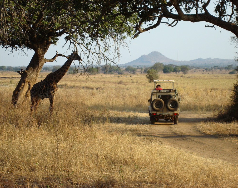 African Animal vs Humans