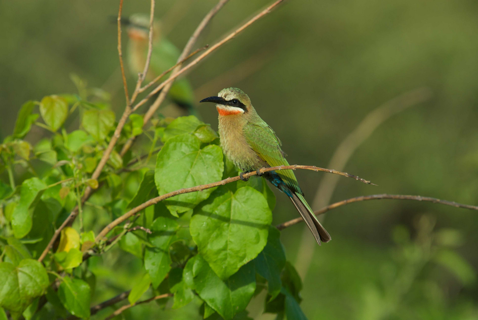 African Bee eater