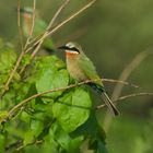 African Bee eater