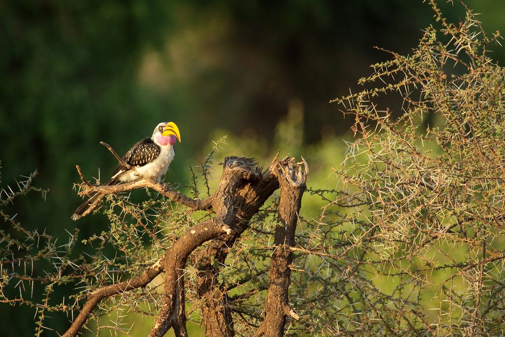 African Birds 2