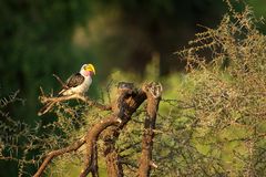 African Birds 2