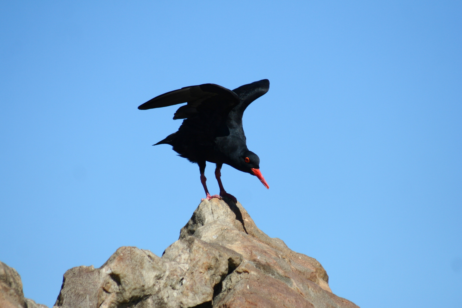 African Black Oystercatcher