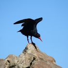 African Black Oystercatcher