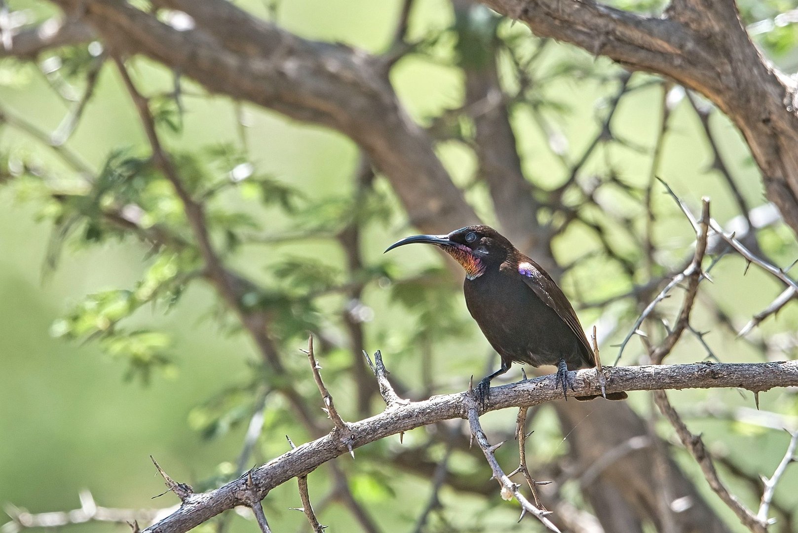 African black sunbird