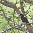 African black sunbird