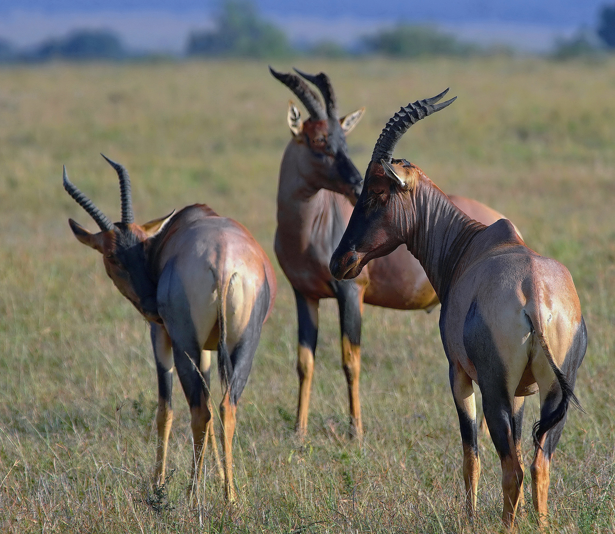 African Blue Jeans - Leierantilope