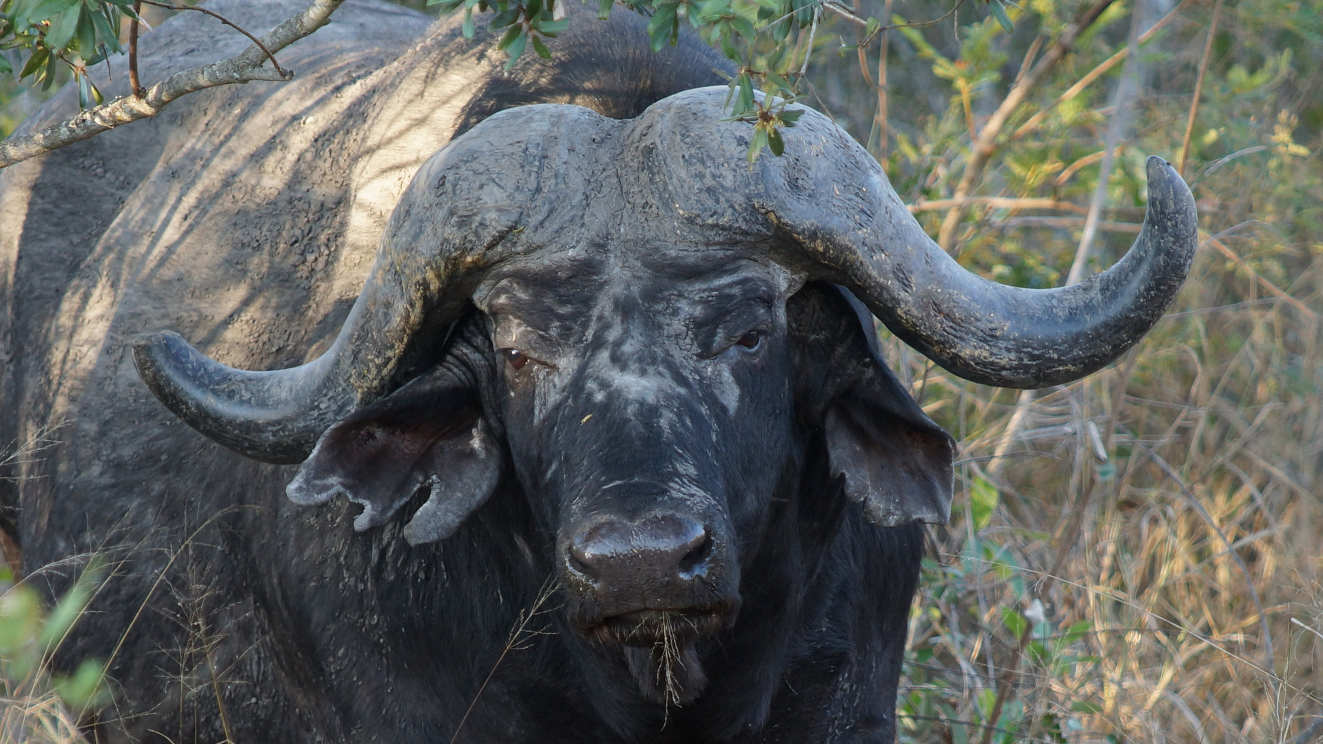 african buffalo