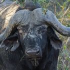 african buffalo
