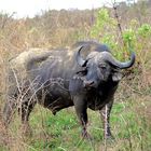 African Buffalo