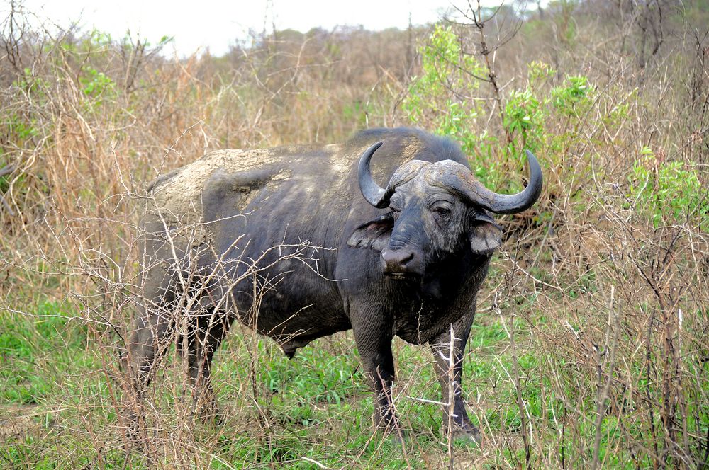 African Buffalo