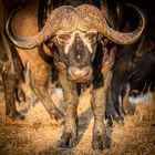 African Buffalo