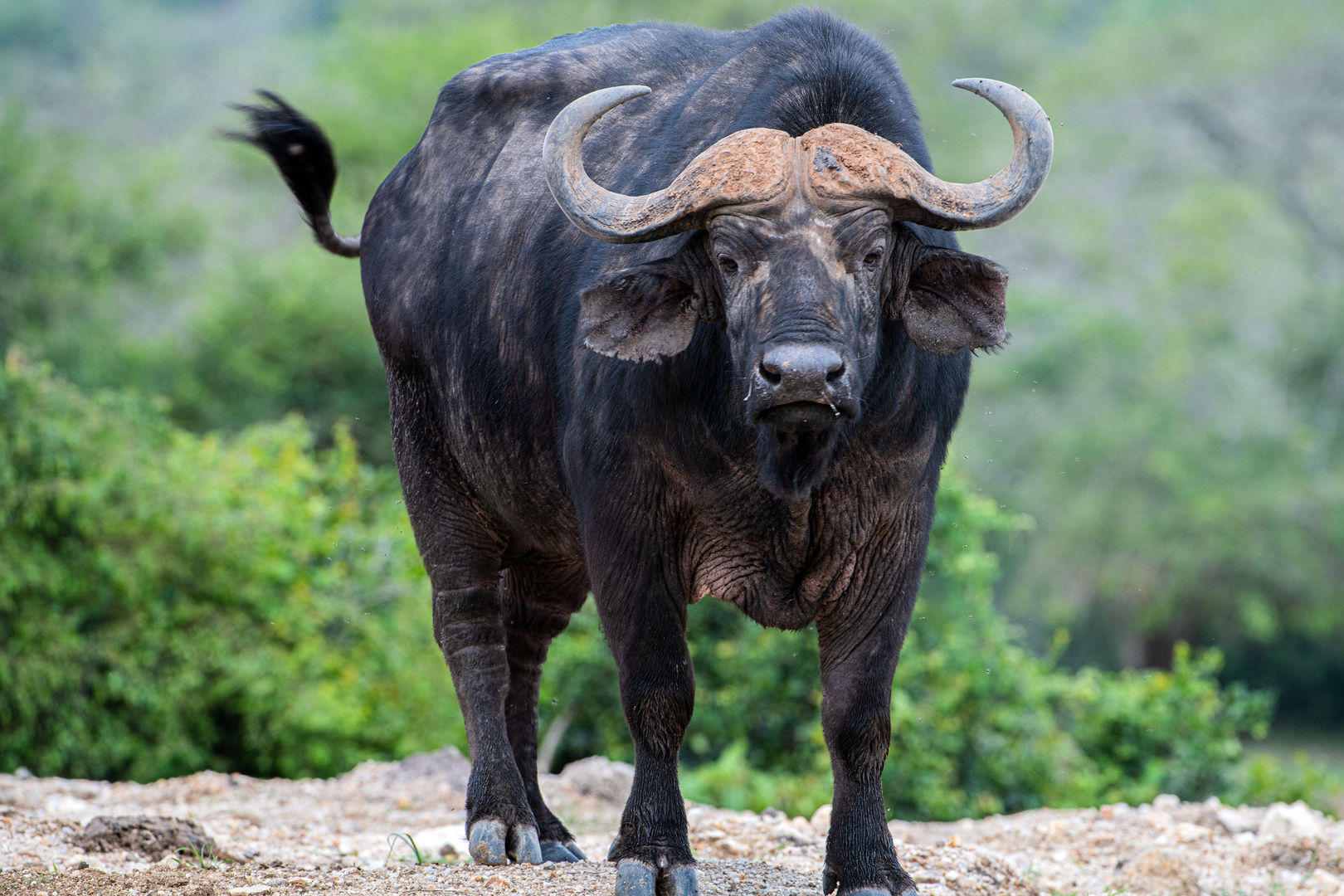 [ African Buffalo ]