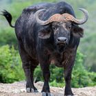 [ African Buffalo ]