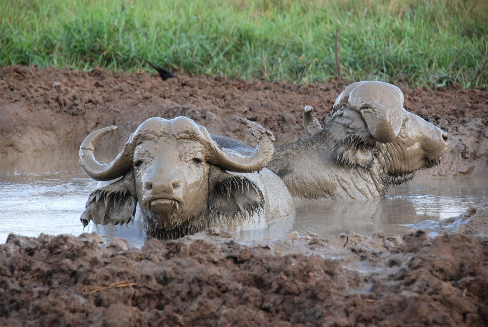 African buffalo