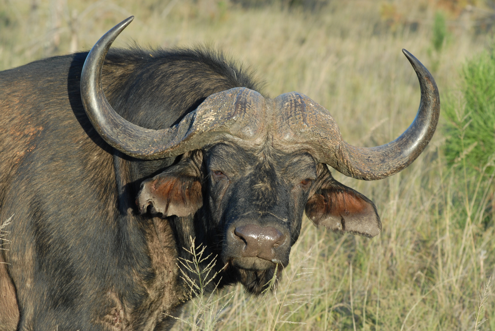 African Buffalo