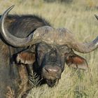 African Buffalo